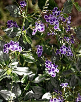 purple flower field 0683