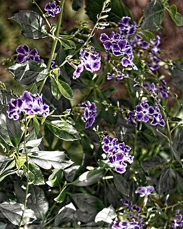purple flower field 0683