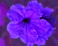 purple flower 0120 pstr