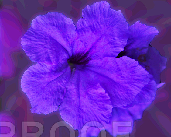 purple flower 0120 pstr
