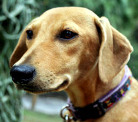 Stella 1