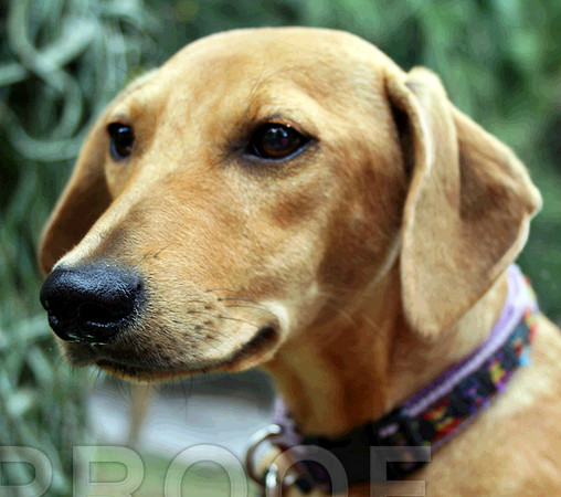 Stella 1