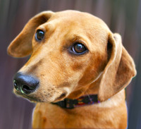 Stella 2