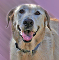vanilla 682 ADOPTED!