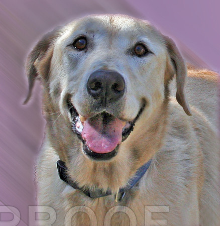 vanilla 682  ADOPTED!