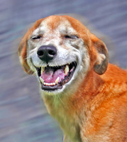 taz 7 556