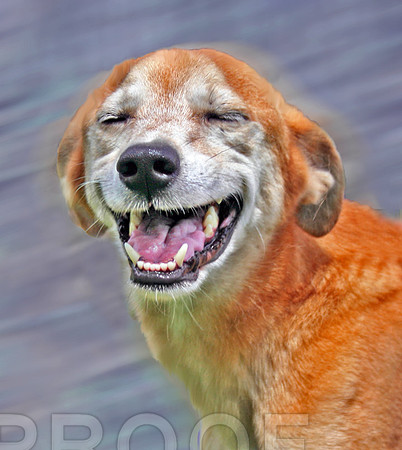 taz 7 556