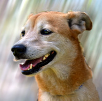 Taz ADOPTED 965.JPG