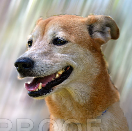 Taz  ADOPTED 965.JPG