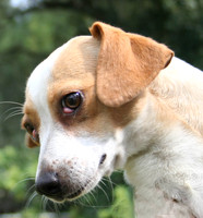 Trinty 1 ADOPTED!