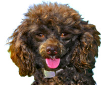 Tut 1 ADOPTED!