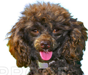 Tut 1 ADOPTED!