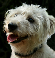 Snowy 1 ADOPTED!