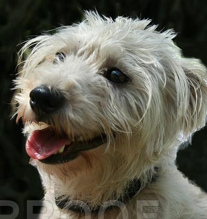 Snowy 1 ADOPTED!