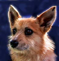 Tanner 1 ADOPTED!