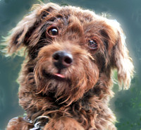 Sassy 1 ADOPTED!