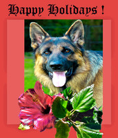 Frame 3 w/ German Shepherd