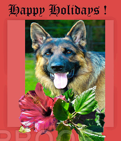Frame 3 w/ German Shepherd