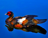 Reversible Duck 080