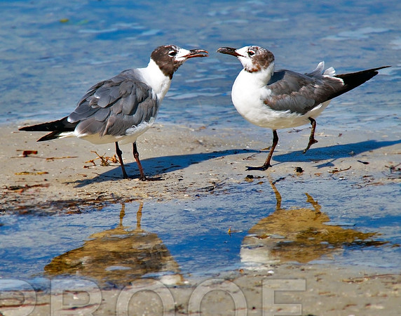 2 BIRDS 280
