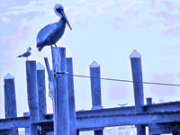 Too Blue