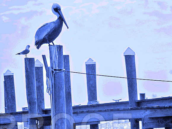 Too Blue