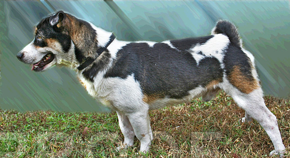 Rex 4