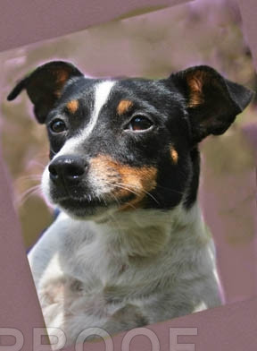 Sadie 1 ADOPTED!