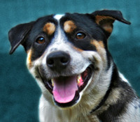 Rex 1  ADOPTED