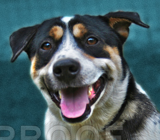 Rex 1  ADOPTED