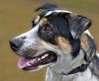 Rex 3