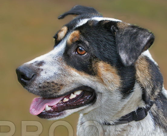 Rex 3
