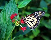 Butterfly Snack 068