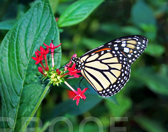 Butterfly Snack 068