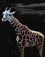 Little Giraffe