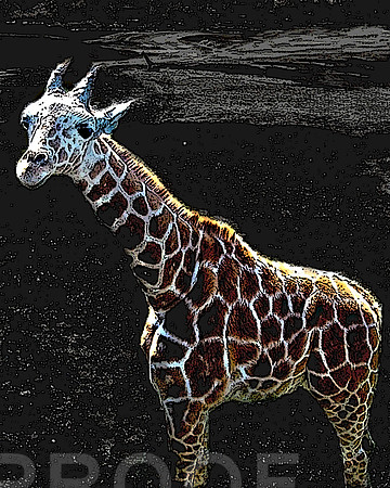 Little Giraffe