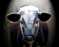 Calf Highlighted 065