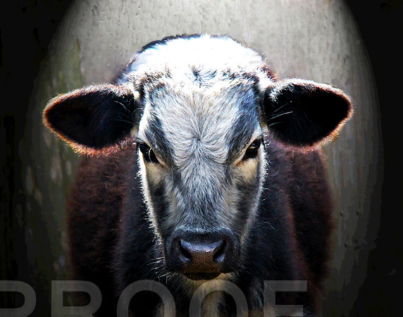Calf Highlighted 065