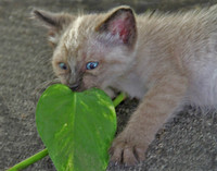Leaf Plaything