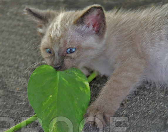 Leaf Plaything