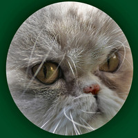 Persian Puss