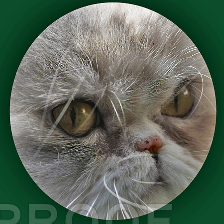 Persian Puss