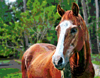 Horse Stylized