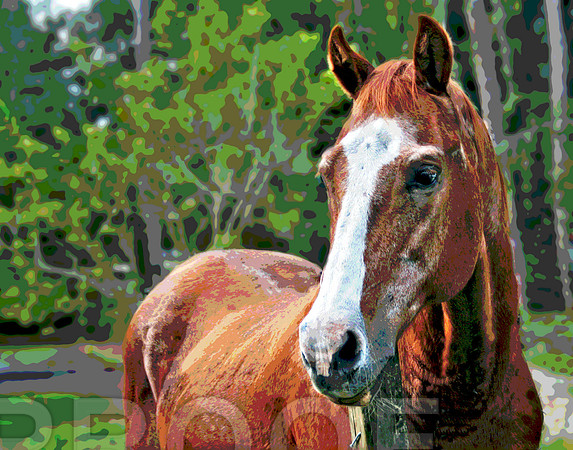 Horse Stylized