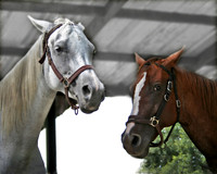 Horsie Friends