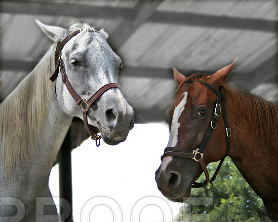 Horsie Friends