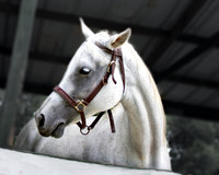 Stately