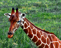 Giraffe in Repose 016