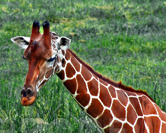 Giraffe in Repose 016
