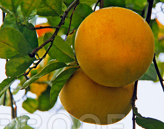 Grapefruit 011